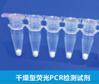 干燥型荧光PCR检测试剂盒